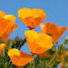 calipoppy212
